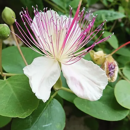 Villa L'ulivina Sorrento