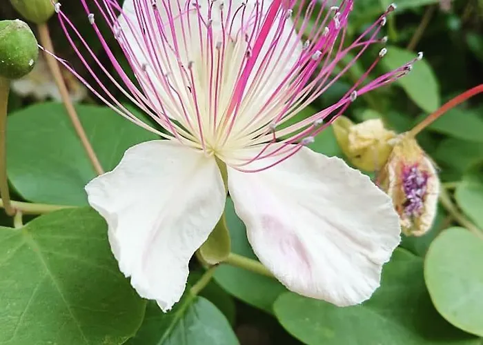 别墅 L'ulivina 索伦托