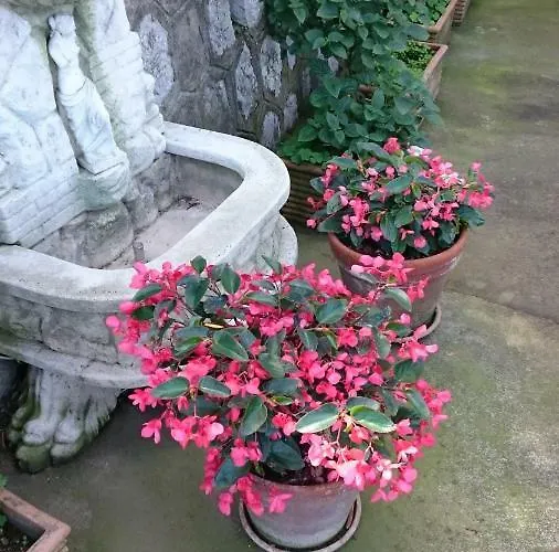 L'ulivina * Sorrento